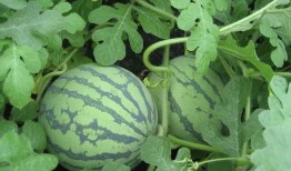 微密圈免费吃瓜入口,畅享独家资讯盛宴